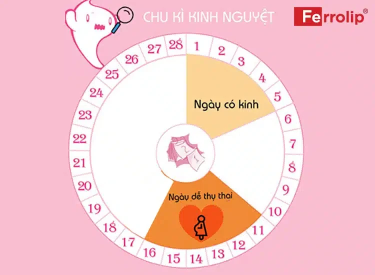 Hình ảnh minh họa cho hành trình mang thai