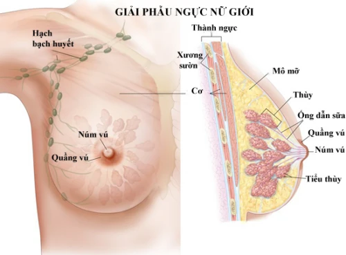 Nguyên nhân đau nhũ hoa ở nữ giới