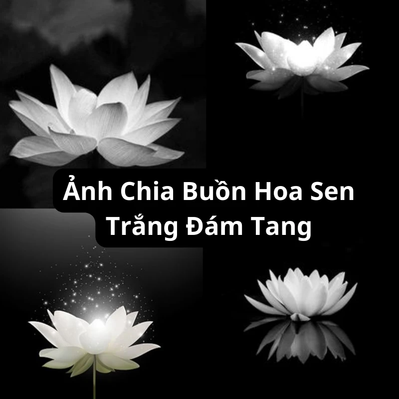 Hình ảnh hoa sen trắng nền đen