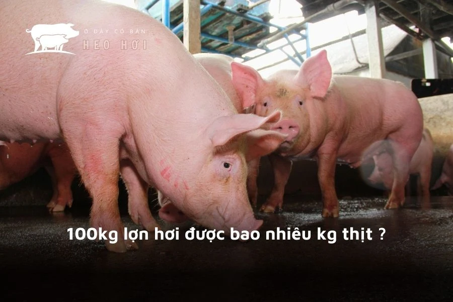 100kg lợn hơi được bao nhiêu kg thịt ?