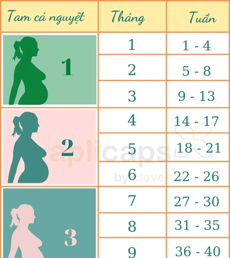 Cách Tính Tuần Thai Ra Tháng Dễ Hiểu Nhất